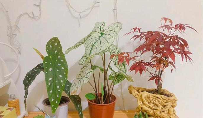 如何养护马蹄莲花束（打造持久美丽的鲜花艺术品）