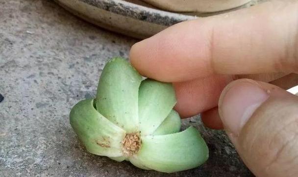 玉扇烂根了，如何挽救？（修复技巧与保养方法，让你的玉扇重焕生机）