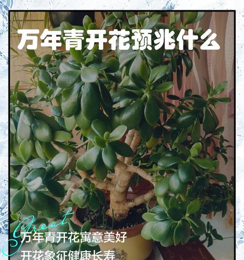 万年青的繁殖方法及技巧（掌握万年青的繁殖，让你的花园永葆青春）