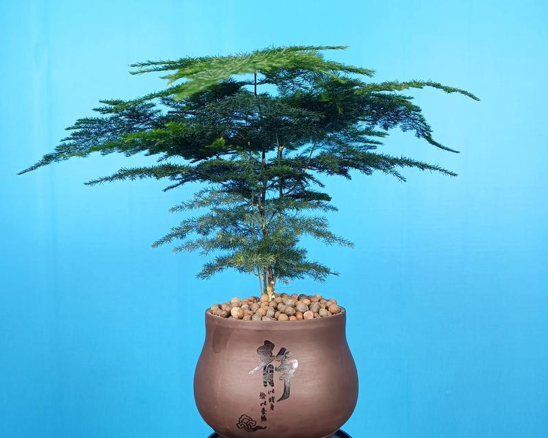 如何养护文竹？（打造绿色家居的不二选择）