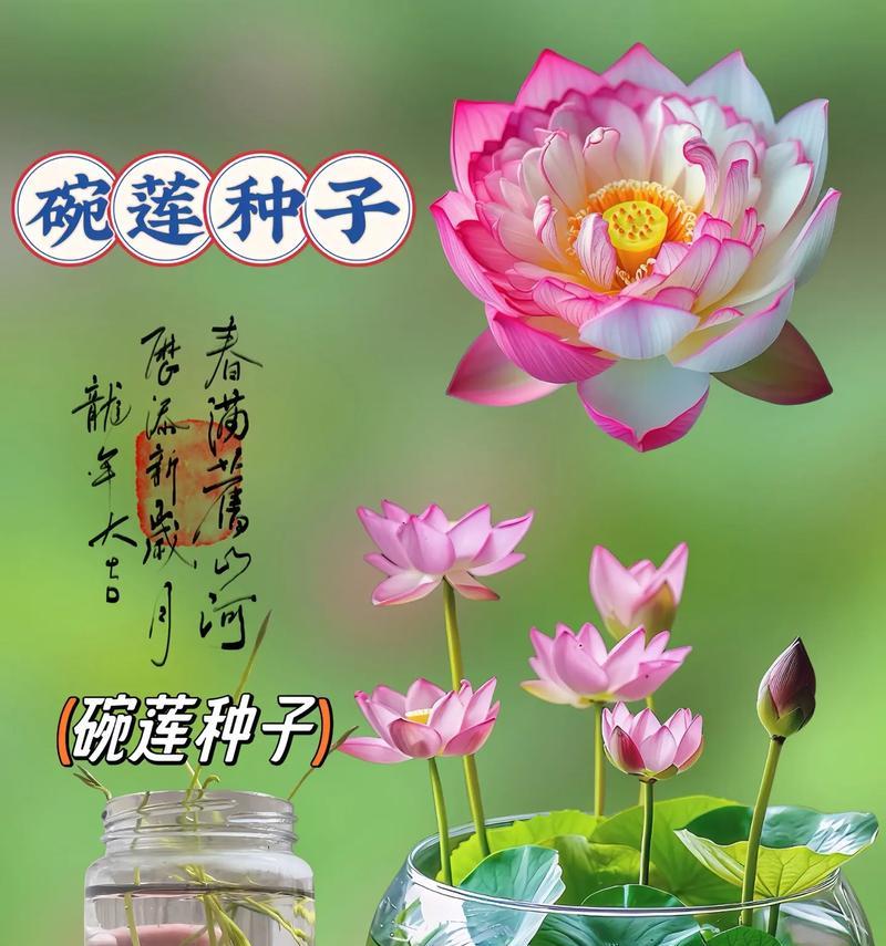 以碗莲翻盆后怎么种（掌握正确方法，让碗莲焕发生机）