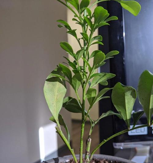 以土壤为主导的米兰种植技巧（探索合适的土壤条件，提高米兰种植质量）