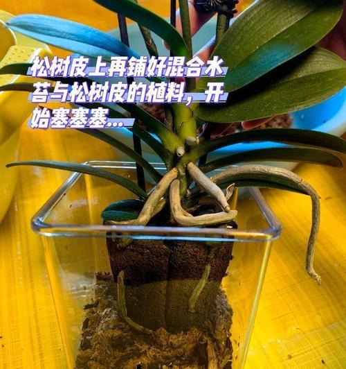 蝴蝶兰开花全攻略（打造美丽花坛的秘密武器——蝴蝶兰如何培育）