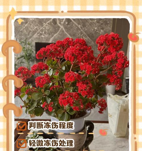 怎样救活被冻死的花朵？（让花儿重焕生机的简易方法！）