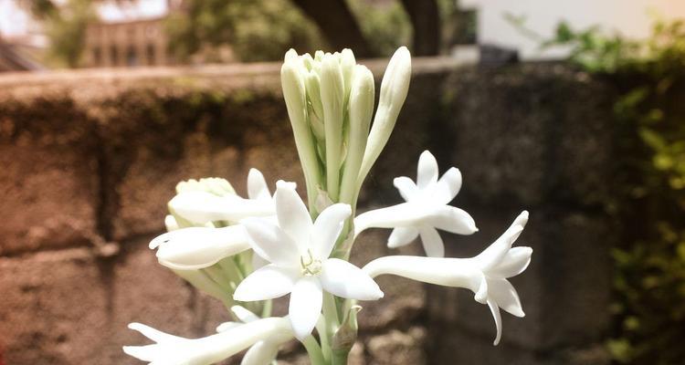 探秘块茎花卉世界（块茎花卉的种类、特点及养护技巧）