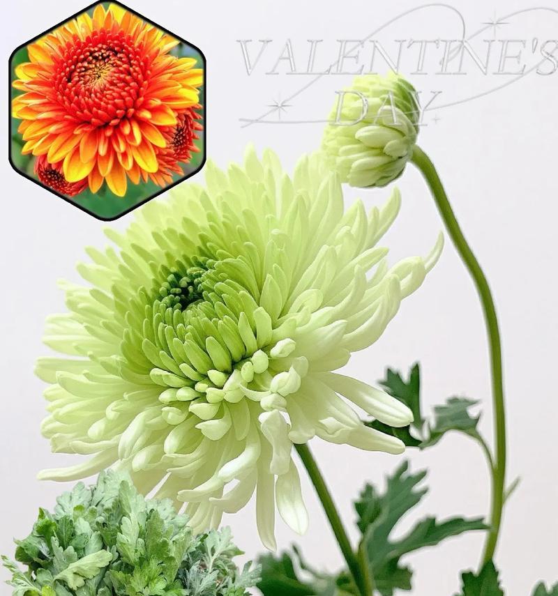 菊花盆栽之美——打造宜人花园的最佳选择（菊花盆栽的养护与装饰，打造迷人的花园景致）
