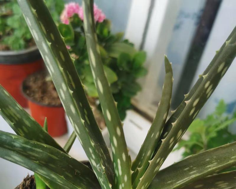 芦荟叶子干瘪的原因与解决方法（探寻芦荟叶子干瘪的根本问题，助你恢复芦荟的健康状态）