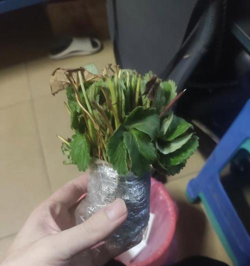 草莓的冬季保护（怎样保护草莓免于冬季严寒？）