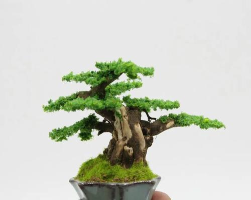以盆景杂木怎么剪（打造独特而美丽的盆景艺术品）