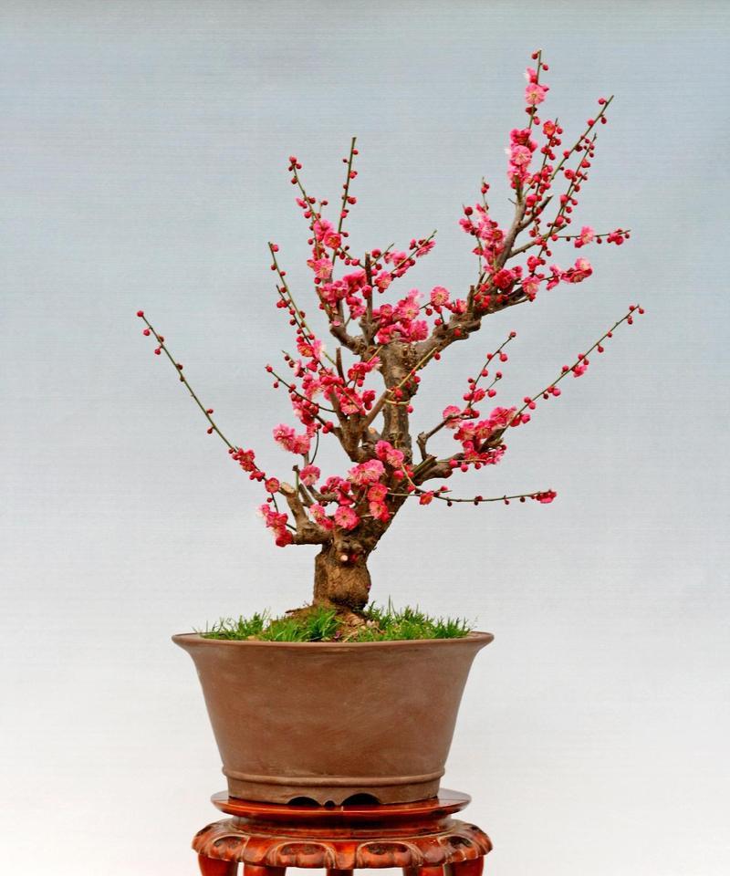 从种植到观赏（培养梅花盆栽爱好者的必备指南）