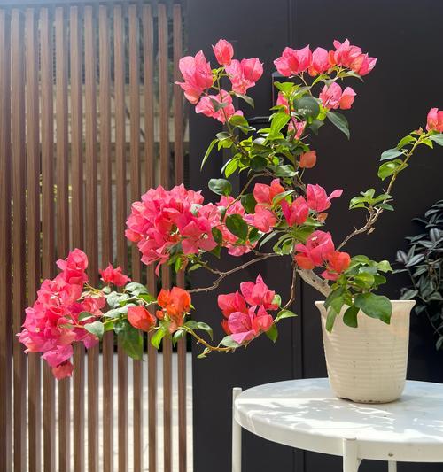 三角梅适合种在深盆还是浅盆？（植物爱好者必读的选择指南）