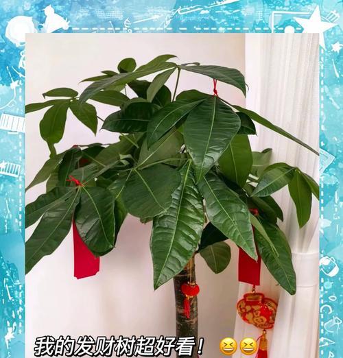 发财树叶子发卷之奇特现象解析（揭秘发财树叶子发卷的原因及应对方法）