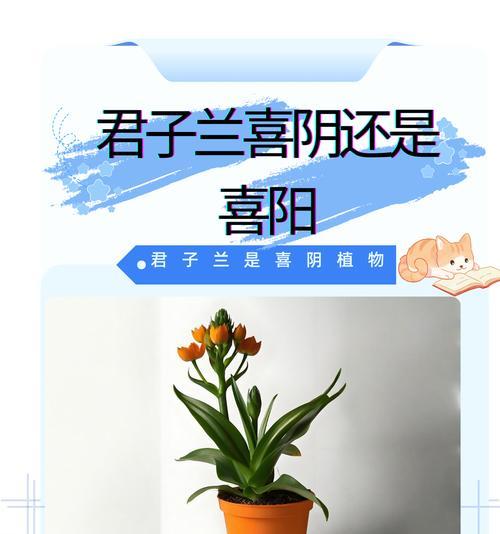 解析芍药的喜阳喜阴特点及其生长环境选择（解析芍药的喜阳喜阴特点及其生长环境选择）