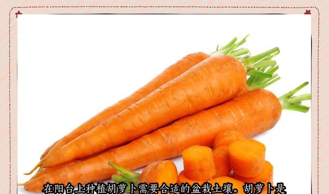 胡萝卜种植时间详解（最佳种植时间与注意事项）