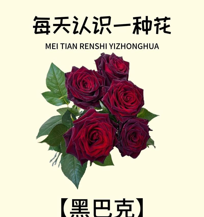 玫瑰花的品种与特点（探秘世界上最受欢迎的花卉之一的不同种类）