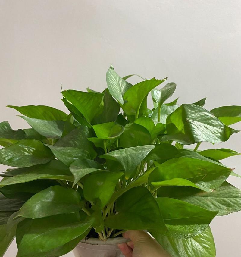 绿萝种植教程（种植绿萝）