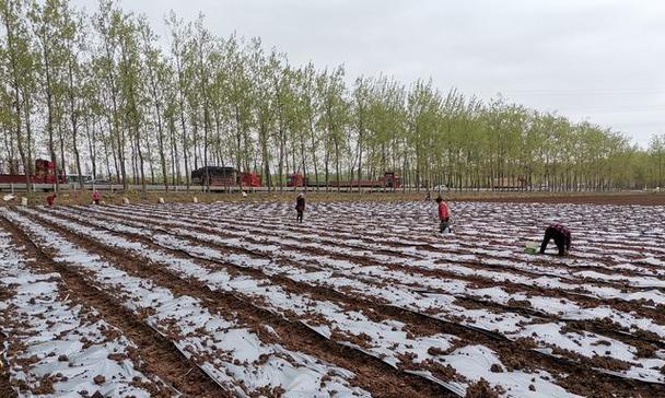 白杨树的种植条件及适应环境（选择适宜的土壤和气候，让白杨树健康生长）