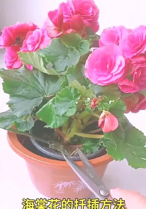 海棠开花时的正确浇水方法（掌握海棠开花期间的浇水技巧，让花儿更加绚烂夺目）