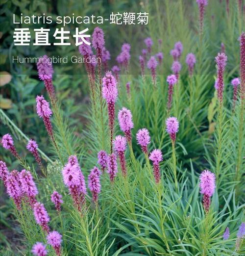 蛇目菊的花期（了解蛇目菊的生长规律和开花期）