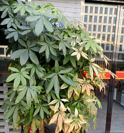 零下怎样发财树，财富在寒冷中蓬勃生长（创意创业，探索寒冷背后的机遇）