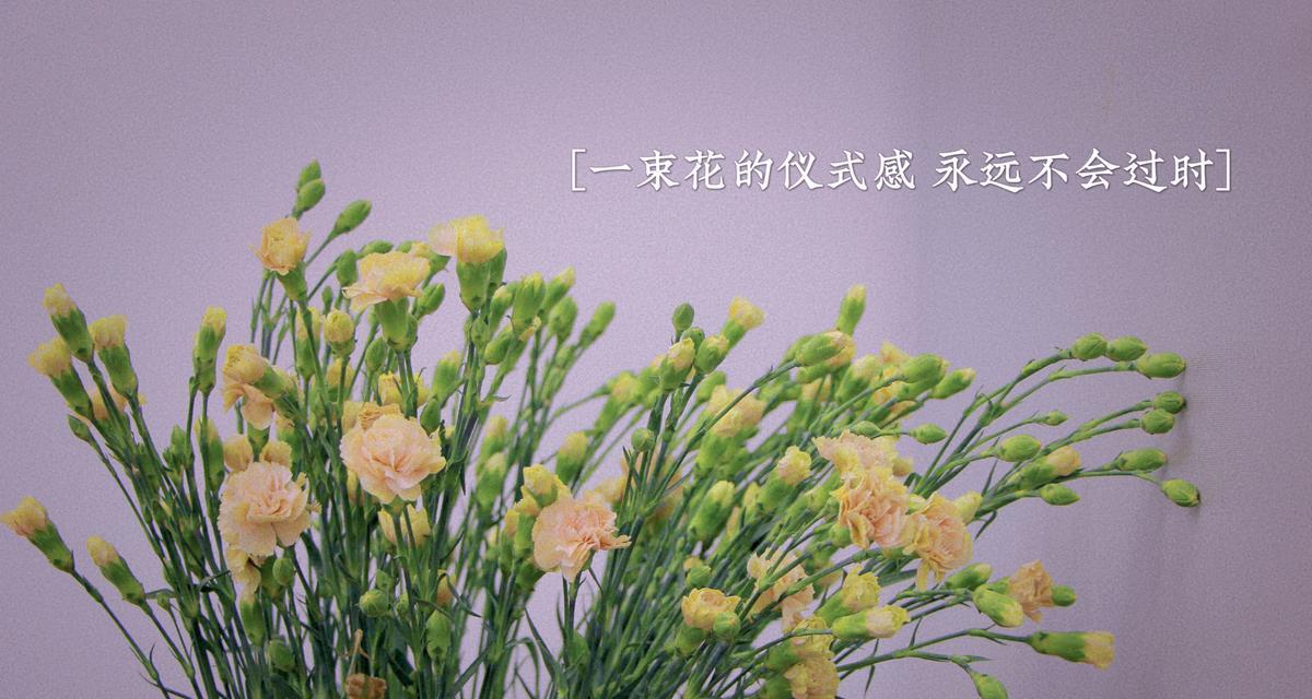 康乃馨醒花的处理方法（如何延长康乃馨醒花的寿命）