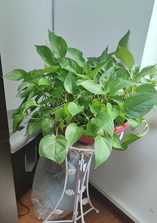 绿萝养护之品种与技巧（掌握绿萝各品种的养护秘籍，做一个绿萝专家！）