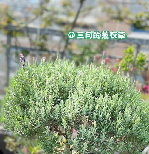 羽叶薰衣草换盆的步骤与技巧（轻松学会羽叶薰衣草换盆，让它绽放更美丽）