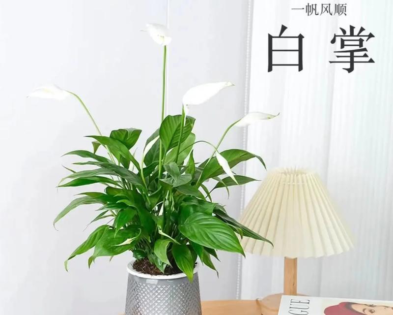 冬天开花之一帆风顺（揭秘冬季花卉如何迎接花开高峰）