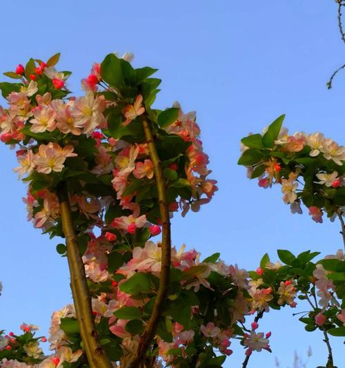 大海棠花开，春天的盛宴（花开如海，绚烂绽放）