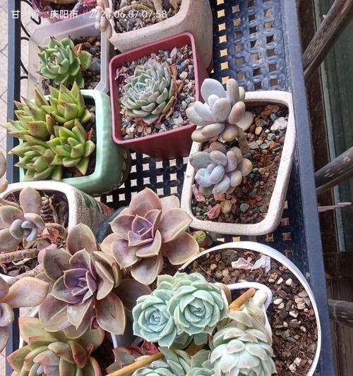 如何正确浇水以多肉植物在阴天的情况下生长（掌握关键步骤，保证以多肉的健康成长）