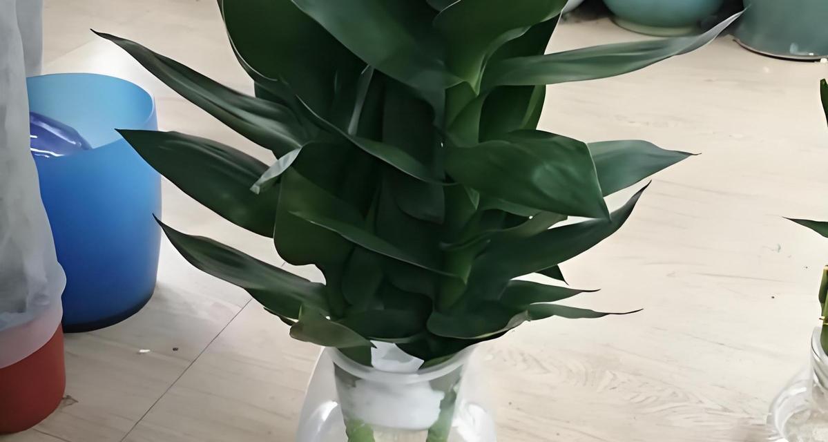 观音竹在卧室的神奇功效（打造清新空气，助眠养颜，提高生活质量）