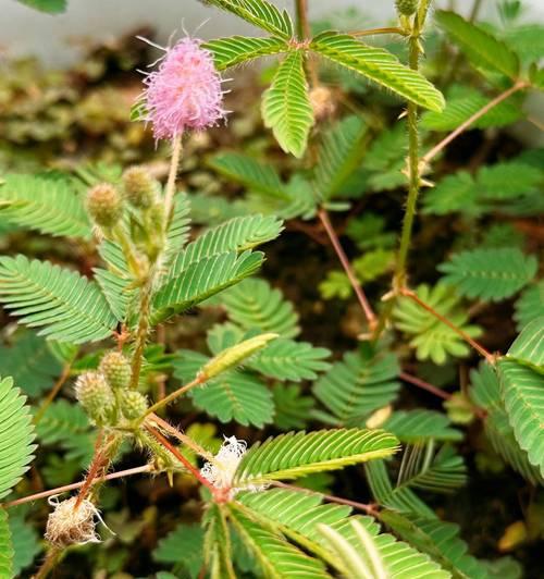 含羞草的养护指南（时间、水分、温度等关键因素的掌控）