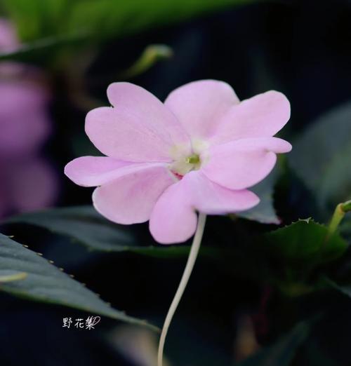 非洲凤仙花并非一年生植物（揭开非洲凤仙花的成长周期之谜）
