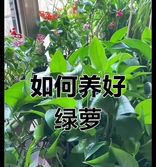 如何正确浇水绿萝，让它长势蓬勃（绿萝浇水的注意事项及养护技巧）