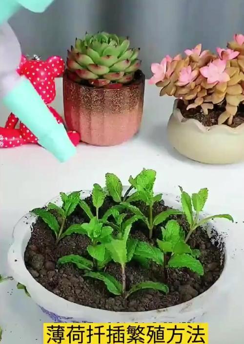薄荷扦插后的浇水技巧（掌握正确的浇水频率，让薄荷生根发芽更快）