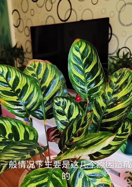 孔雀竹芋叶片后面有粘液的原因与特性（探寻孔雀竹芋叶片后面粘液的成因及其特性）