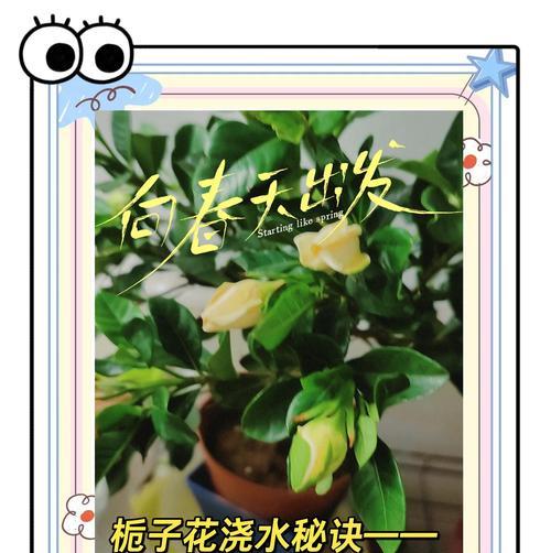 挽救栀子花烂根的方法（保护栀子花健康生长，拯救烂根现象）
