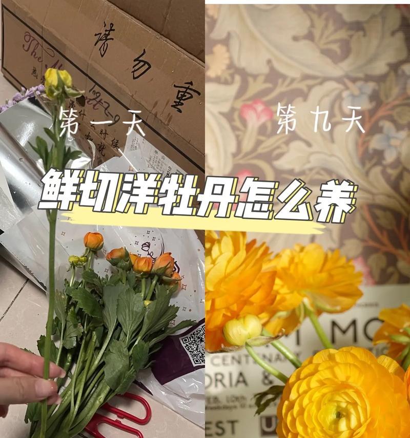 金叶牡丹的养殖技巧和注意事项（打造美丽花坛，金叶牡丹是不二之选）