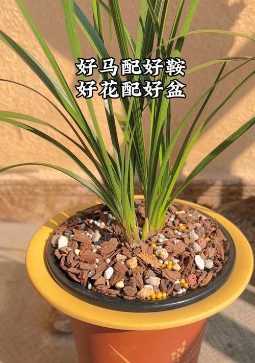 如何选择适合的以惠兰盆？（为您解读如何挑选适合自己的盆）
