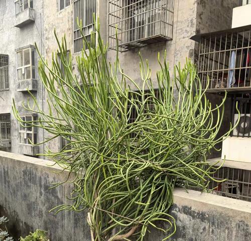大宝塔草的种植技巧（快速掌握如何养殖出健康的大宝塔草）
