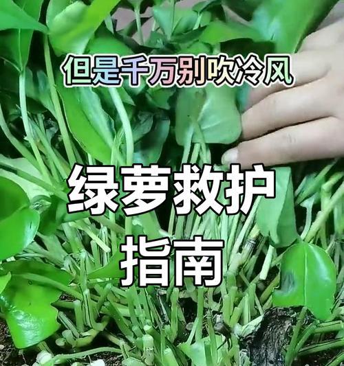 绿萝如何应对冬天的寒冷（保护关键，生命在寒冬中依然翠绿）