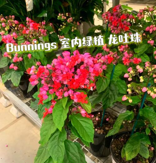 吐珠养殖技巧与方法（打造高效可持续的吐珠养殖模式）