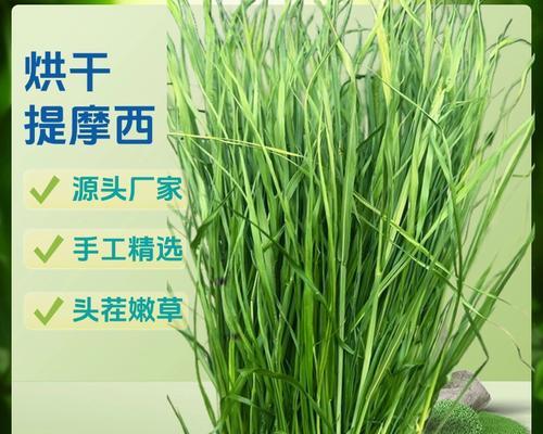 提莫西草和狗尾巴区别大揭秘