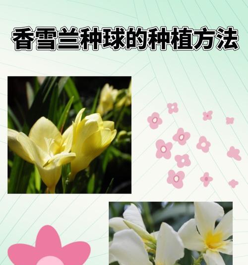 如何种植香雪兰种球（打造花园的首选，轻松种植香雪兰种球）