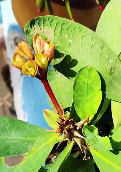 刺梅为何不开花（揭秘刺梅不开花的原因及解决方法）