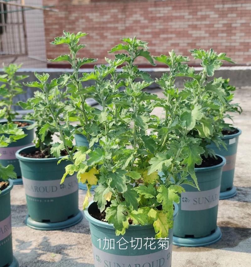 如何有效防治菊花腻虫的侵害（腻虫防治攻略，让你的菊花重现生机）