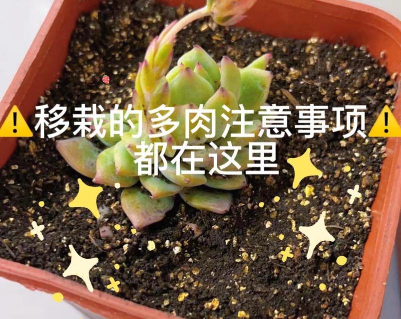 多肉移栽的技巧与方法（掌握关键步骤，让多肉生根茁壮）