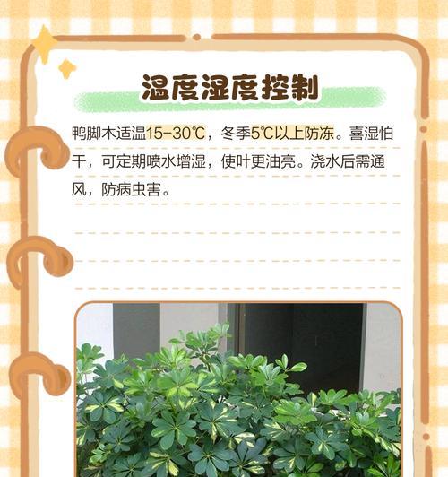 以鸭脚木的养护方法及缺叶处理技巧（掌握鸭脚木养护，解决叶子问题）