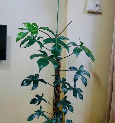 探索藤蔓植物的神奇世界（从生长特点到应用前景，一切尽在这里）
