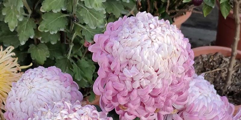 菊花春天修剪指南（打造花园中的绚丽景观，菊花修剪技巧一览）